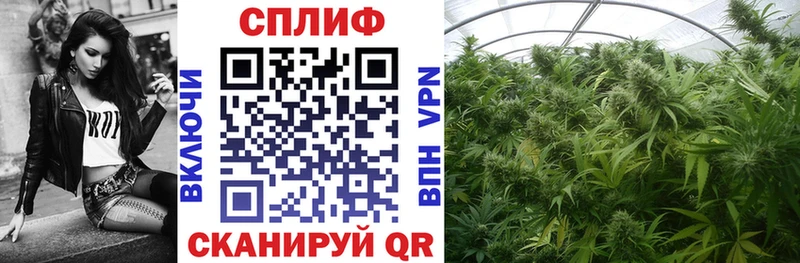 Канабис сатива  Жирновск 